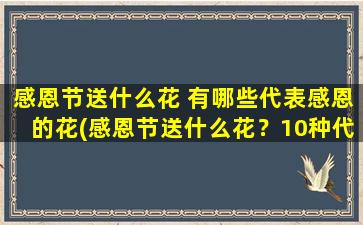 感恩节送什么花 有哪些代表感恩的花(感恩节送什么花？10种代表感恩的花推荐)